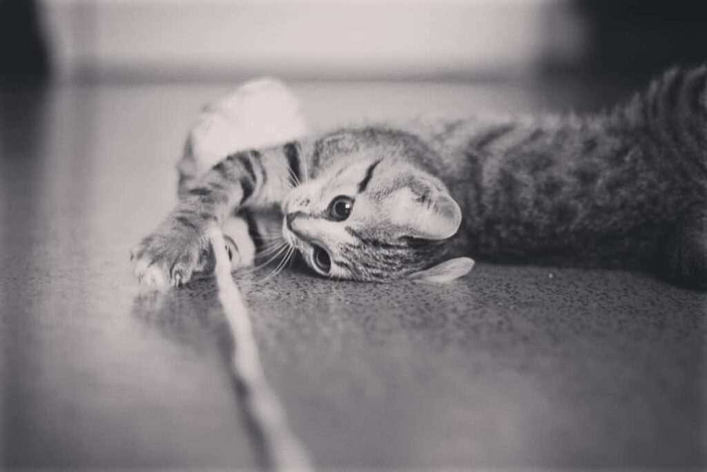 Бездомный котёнок в Минске